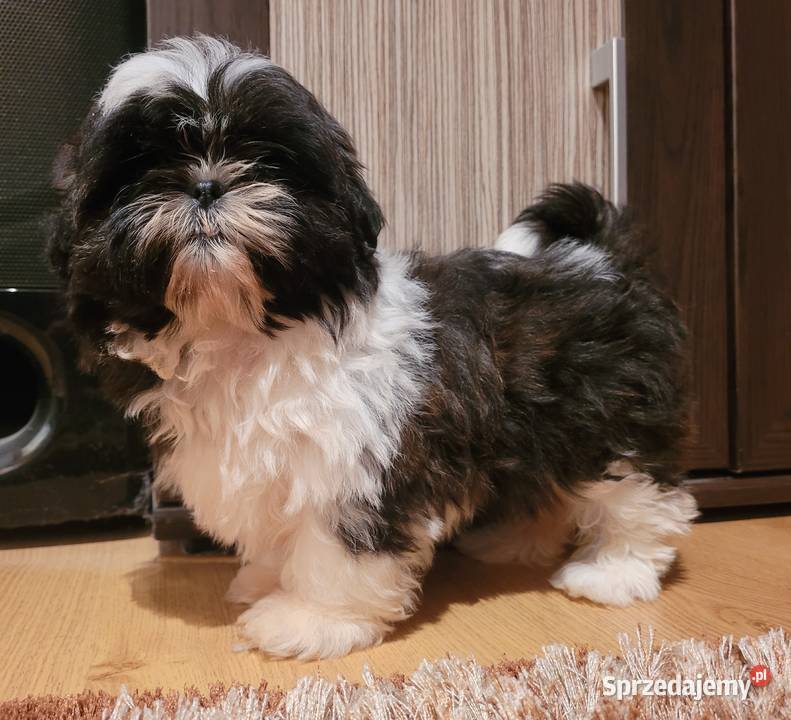 Shih Tzu Suczka