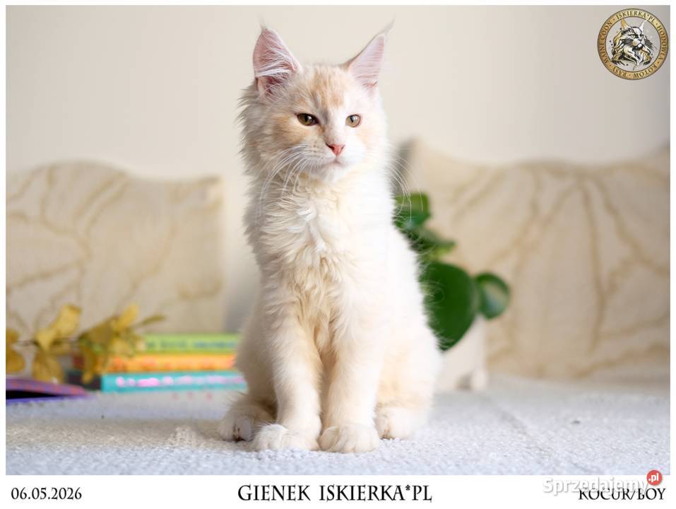 Gienek Iskierka Wyjątkowy kocur Maine Coon szuka Warszawa