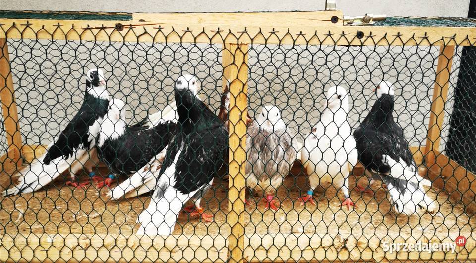 Wysyłka 16sztuk Rollery Angielskie Roller Samiec Jarosław