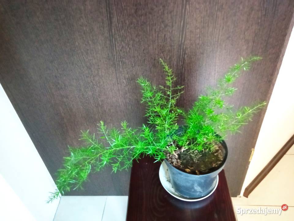 Geranium pachnące cytrynką podlaskie Białystok