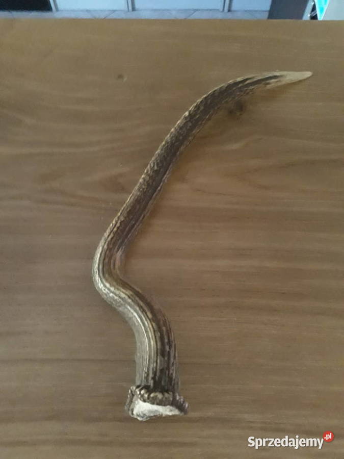 Poroże jelenia zrzuty Węgorzyno