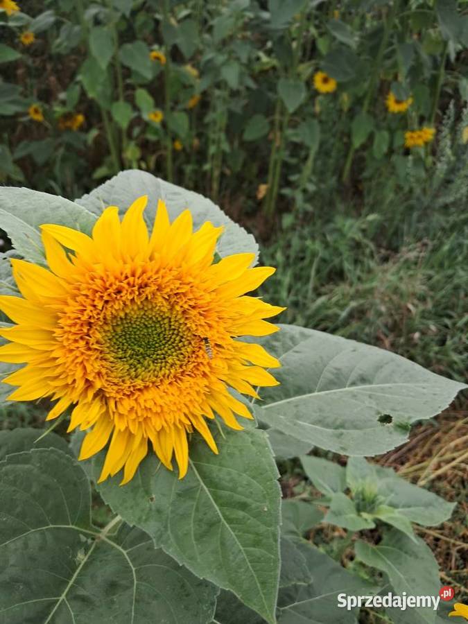 Słonecznik ozdobny cięty na kwiat bukiety lubelskie