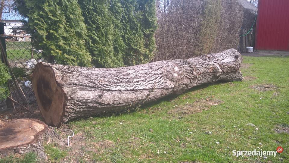 drzewo orzech włoski sprzedam