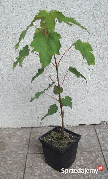 KLON JAWOR ACER sadzonki w doniczkach Ustronie sprzedam