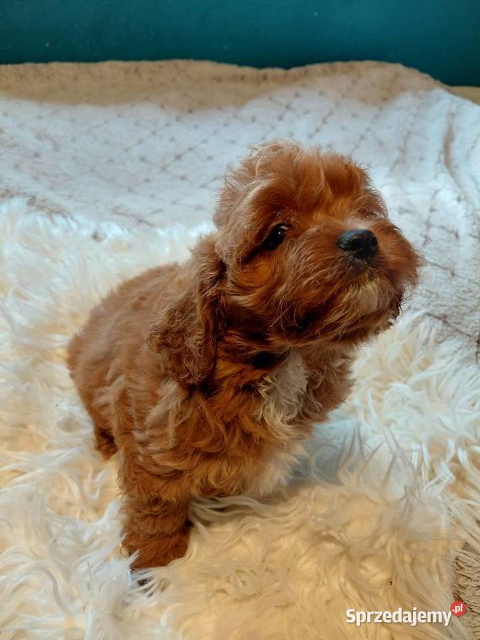 Cavapoo piesek mazowieckie Wyszków