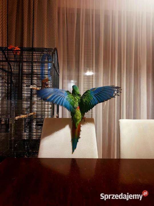 Papuga Ara Maracana Ptaki