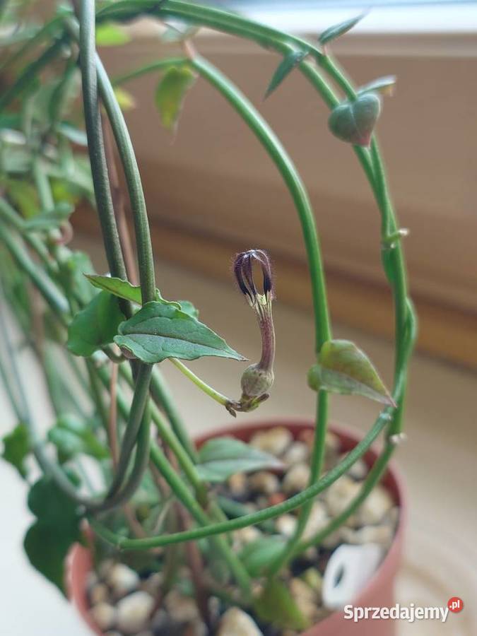 Ceropegia ciekawa odmiana kwitnie roślina z sprzedam