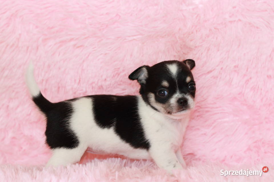 Chihuahua suczka ZKwP FCI Chihuahua Świnoujście sprzedam