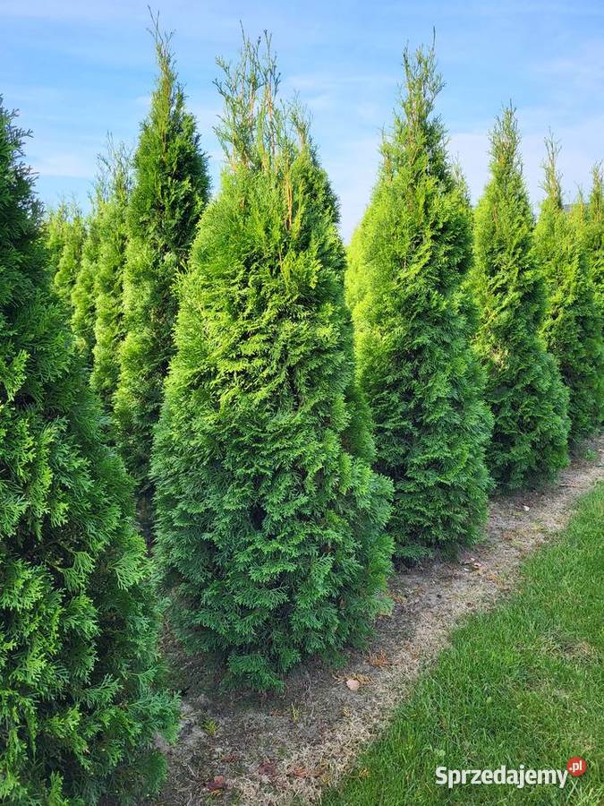 Tuja szmaragd 180200 cała Polska sadzimy Warszawa