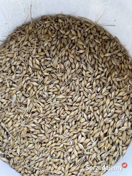 Pszenica jęczmień Zboża Kwaczała sprzedam