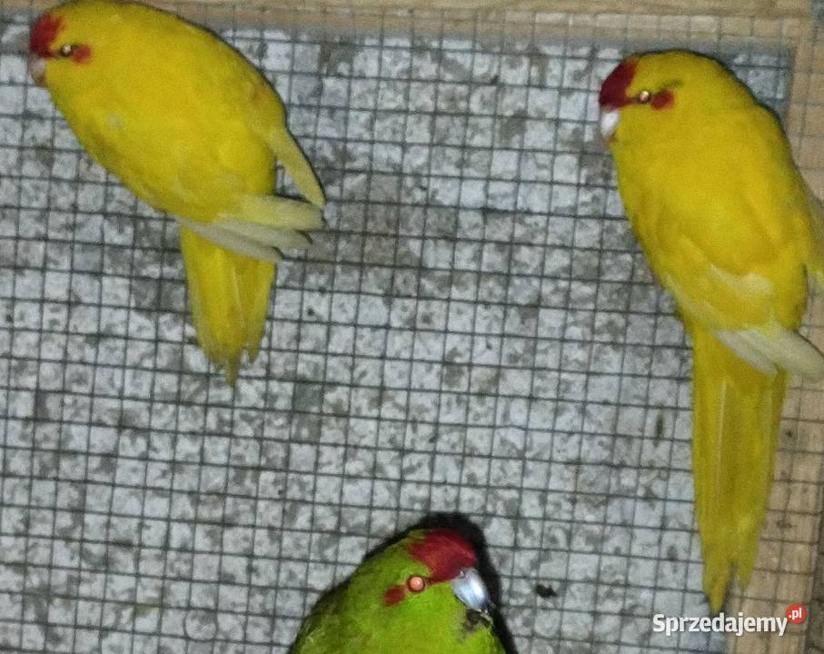 Rozelle białolice śląskie Wodzisław Śląski