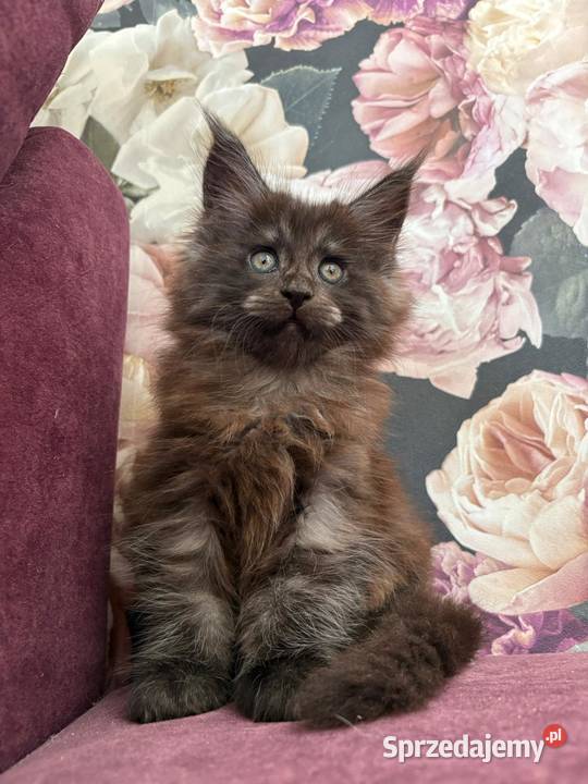 Maine Coon kotka Nera Szembruk