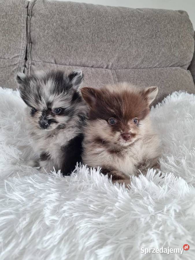 Szpic miniaturowy szczenięta Szpic miniaturowy Wieruszew