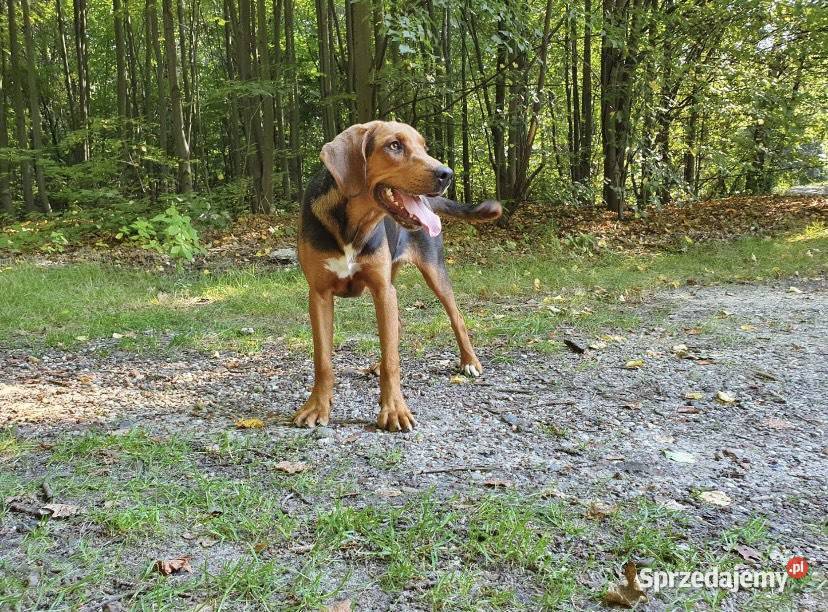 Ogar Polski sunia Wodzisław Śląski