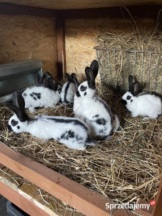 Króliki srokacze niemieckie samce Żyrowa