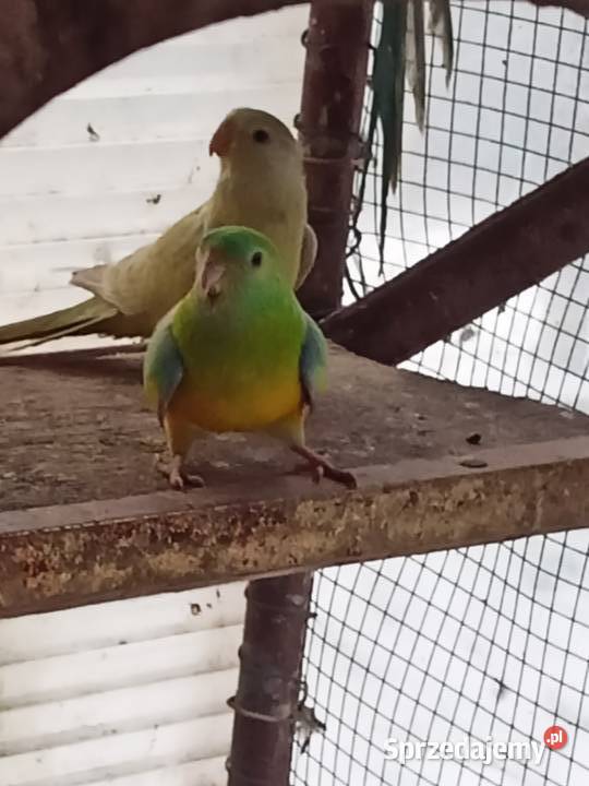 Papugi Dorosłe Ślask śląskie Czechowice-Dziedzice