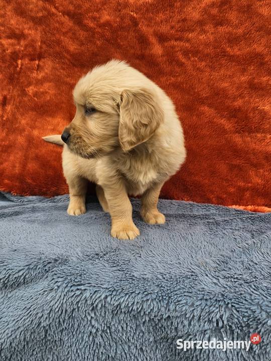 Golden Retriever złoty szczeniak Zwierzęta Polesie