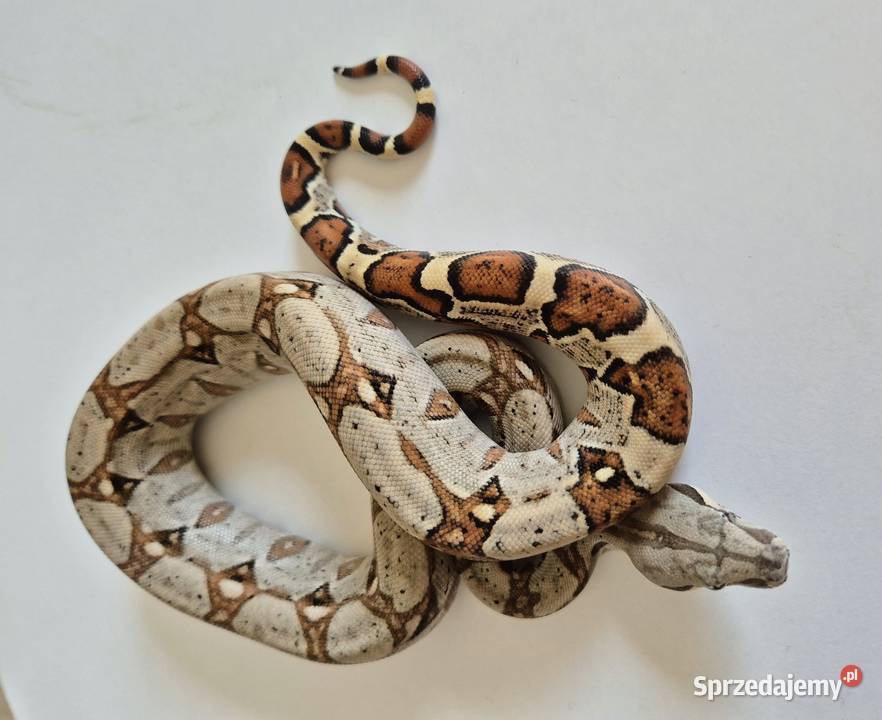 12 Boa cesarski cb25 samica Gady i płazy Chrzanów