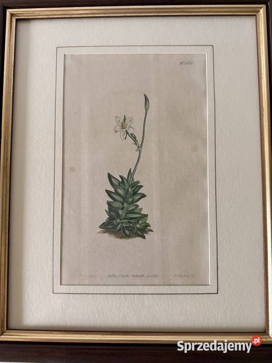 Antyczne Ryciny Botaniczne Miedzioryty 1797 1811 Czerwionka-Leszczyny