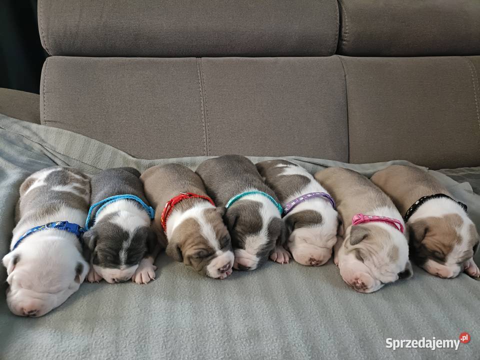 Szczenięta American staffordshire terrier Wyszków