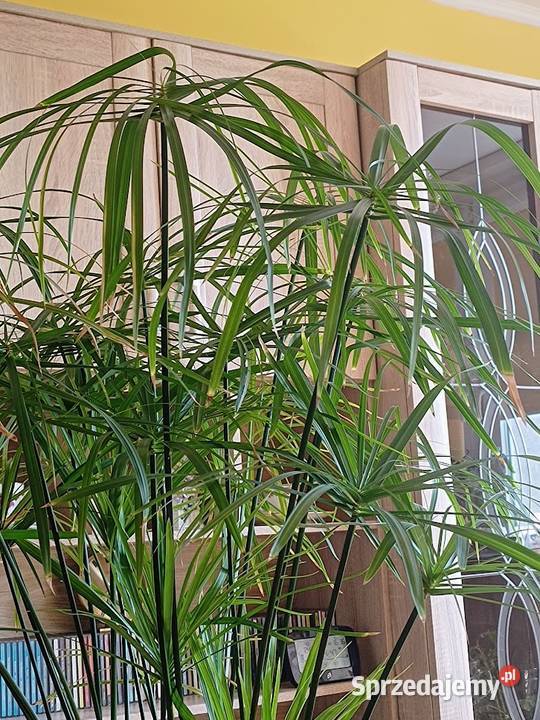 Kwiat doniczkowy Papirus dolnośląskie Dzierżoniów