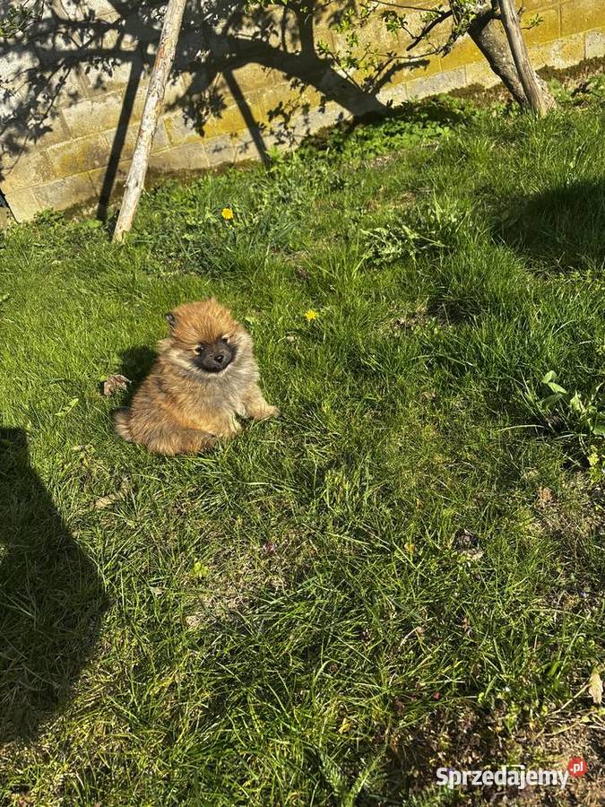 szpic miniaturowy pomeranian