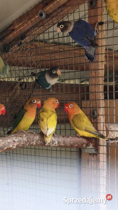 Nierozłączki małopolskie Wielmoża