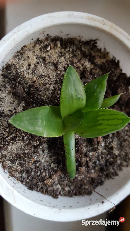 sukulenty Pozostałe Kielce