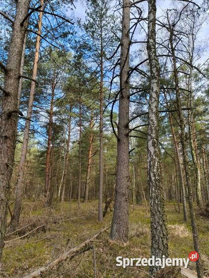 Las sosnowy 50letnipastwiska 9111 m Pustelnik 9111m2