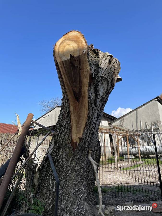 Orzech Włoski pień kłoda na meble live edge Zalesie Śląskie