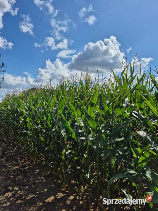 Nasiona kukurydzy Bologna Generałowo