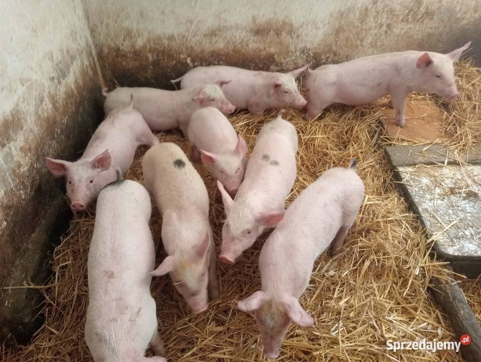Prosięta prosiaki warchlaki 10 sztuk Strzałkowo