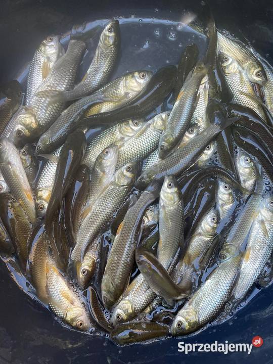 Ryby narybek Jesiotr Amur Lin Karaś koi Tołpyga Zwierzęta Kleczew sprzedam
