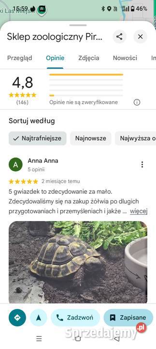 Zółw Grecki przepiękne Olsztyn wysyłka cała Gady i płazy