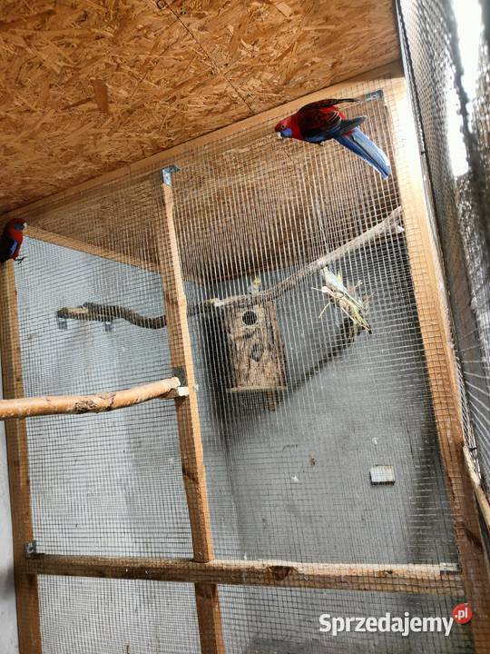 Sprzedam samca rozeli królewskiej z 2024 samicę Ptaki