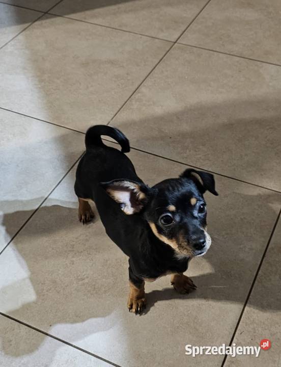 Suczka pinczerek miniaturka łódzkie Chróścin