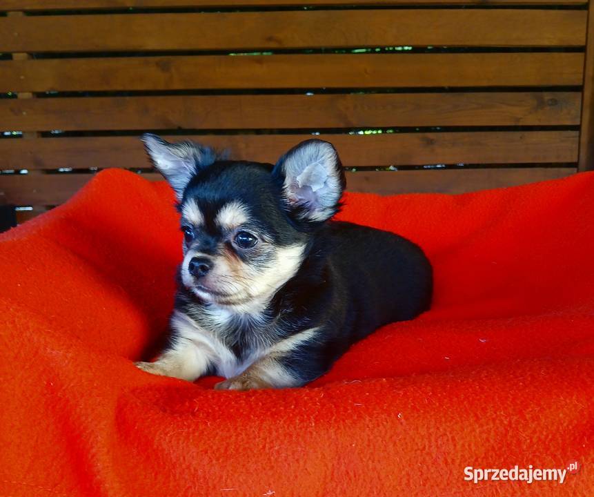 Piękny piesek chihuahua Chihuahua