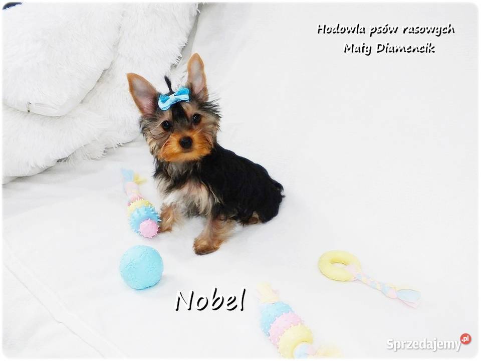 Yorkshire Terrier Malutki Mini Piesek NOBEL z Żary