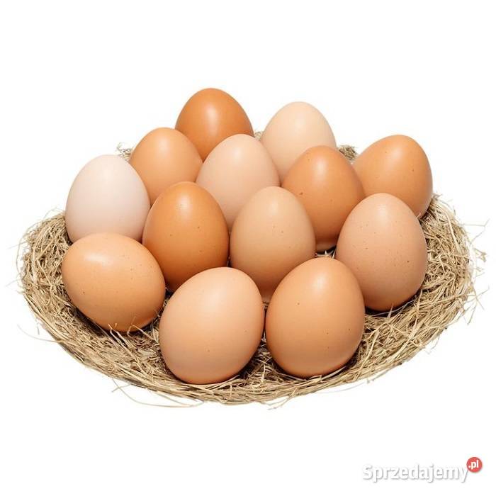 Świeże białe i brązowe jaja świeże jajka stołowe Warszawa