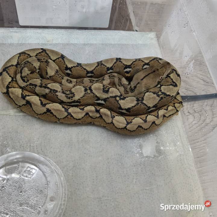 Młode siatki Gady i płazy