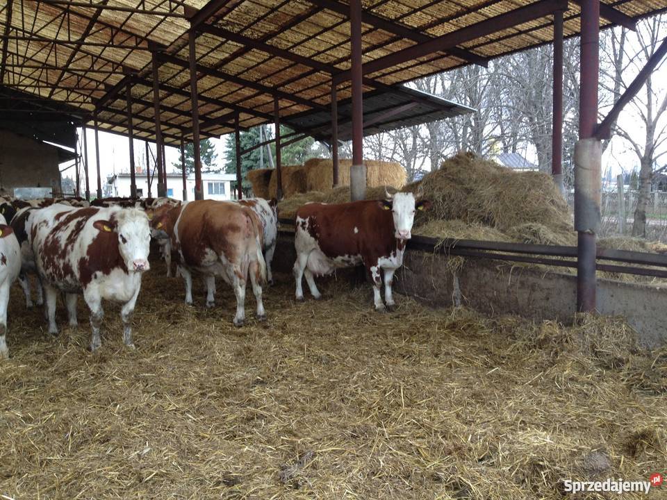 Krowy i jałówki mleczne wysokocielne Gdów
