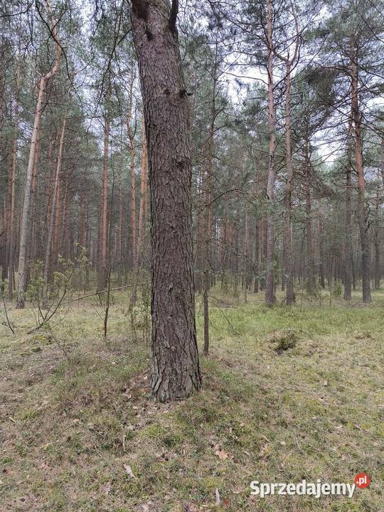 Sprzedam działkę leśną las śląskie Kotowice