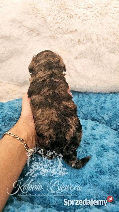 Pudel ToyMiniatura pakiet badań genetycznych Sędziejowice