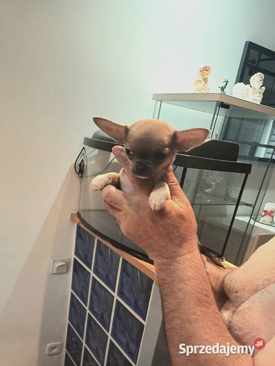 Chihuahua Maleńka Blue Dziewczynka z Rodowodem Zgierz sprzedam