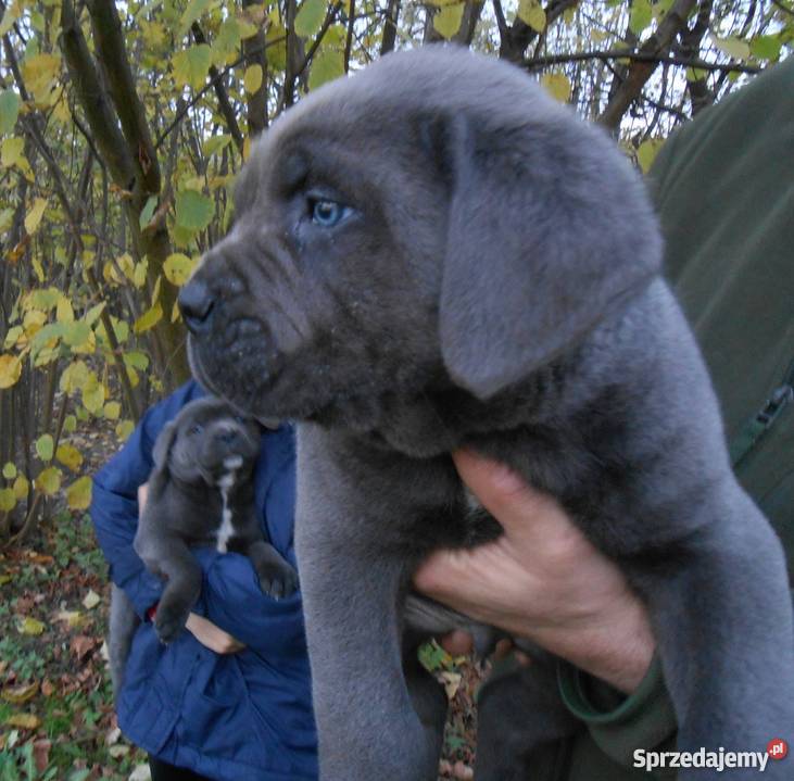 Cane corso mazowieckie Lipsko