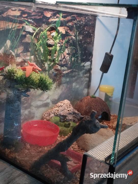 Pan Gekon mały słodki aligator Racibórz