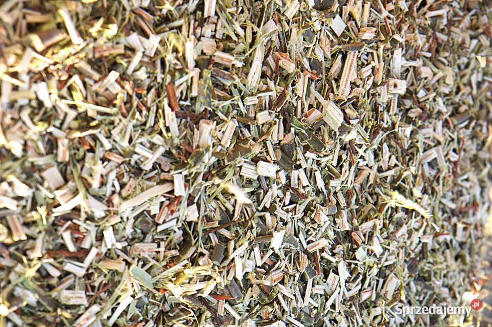 wierzba energetyczna na pniu z 95 ha