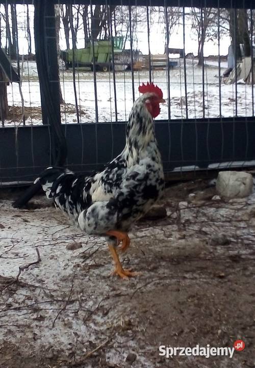 Koguty tęczanki tęczówki tenczanki Jezioro sprzedam