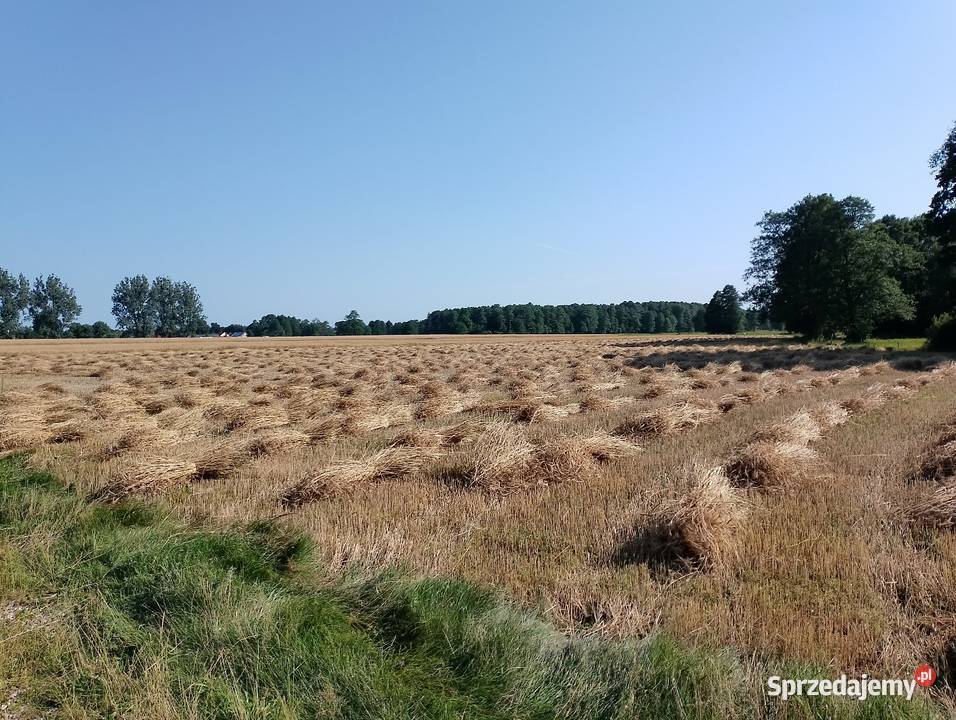 Słoma żytnia prosta skoszona snopowiązałką Kielce