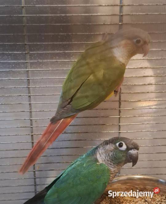 sprzedam parę rudo stare ak sam jest ręcznie Zasań